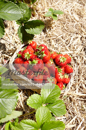 Close-up of basket of strawberries in field, Germany