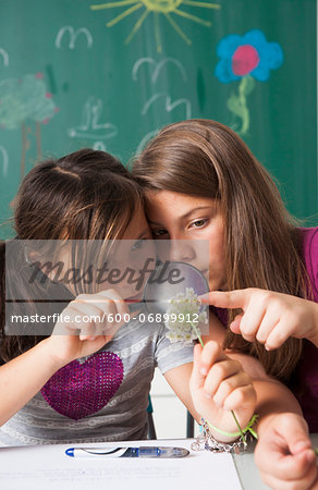 Girls in classroom examining flowers with magnifying glass, Germany
