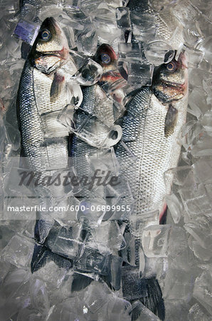 fresh fish packed in ice