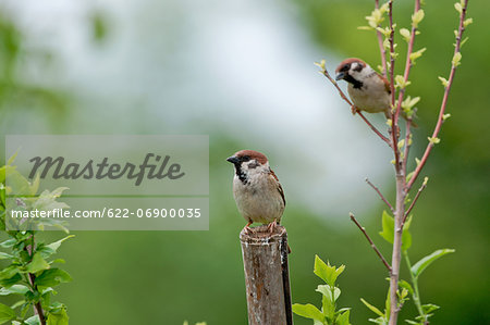 Sparrows on tree