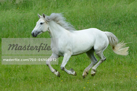 Connemara horse running on a big paddock, Germany Connemara horse running on a big paddock, Germany