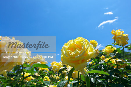 Yellow roses and blue sky