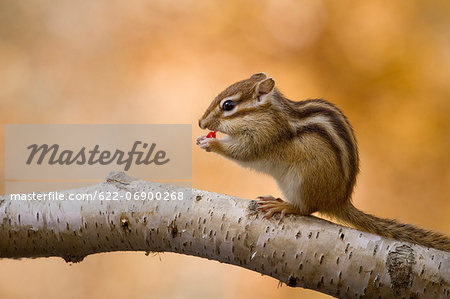 Chipmunk eating red berry