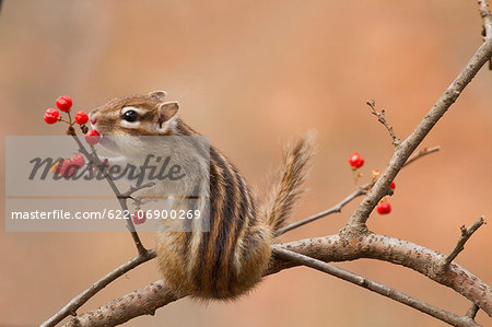 Chipmunk eating red berries