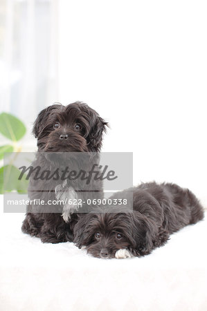 Chihuahua Poodle mix pets