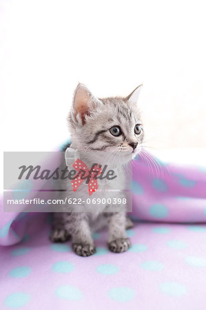 Mixed breed cat