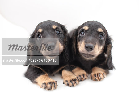 Miniature Dachshund pets