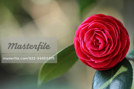 Camellia flower