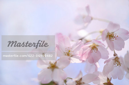 Cherry blossoms Cherry blossoms