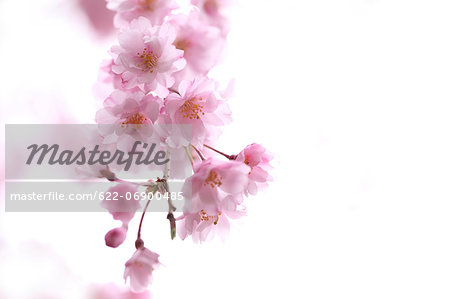 Cherry blossoms