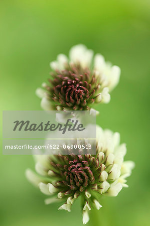 White clover