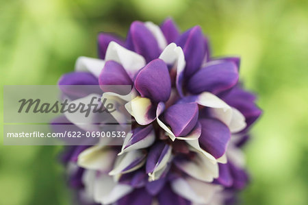 Lupine