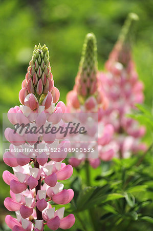 Lupine flowers Lupine flowers