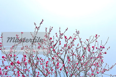 Peach blossoms