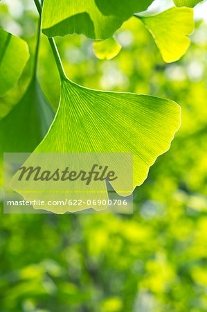 Green ginkgo leaf