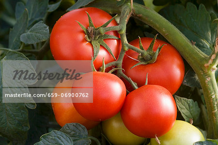 Tomatoes on the plant