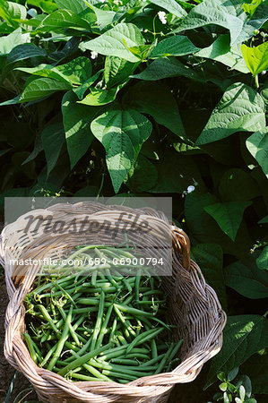 A basket of freshly harvested green beans A basket of freshly harvested green beans