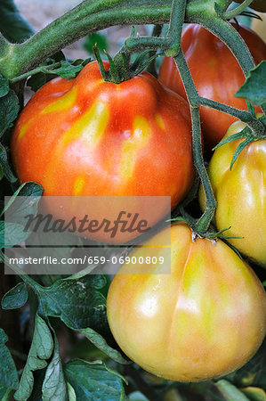 Tomatoes on the plant Tomatoes on the plant