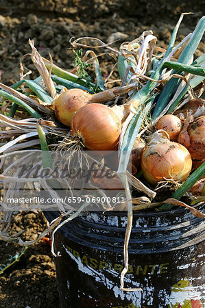 Freshly harvested onions in a bucket Freshly harvested onions in a bucket