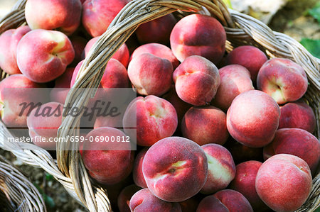 A basket of freshly picked peaches