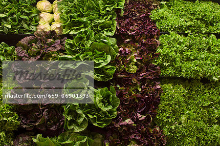 Fresh Lettuces at a Market