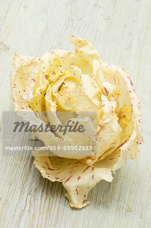 Castelfranco lettuce Castelfranco lettuce