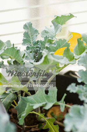 Broccoli plants in a pot