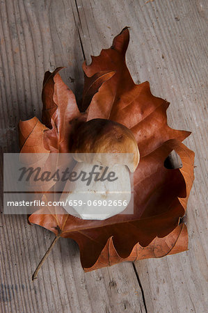 Fresh porcini mushroom on a dried autumn leaf