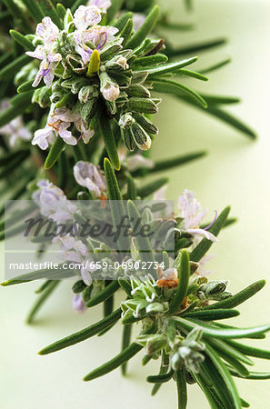 Sprig of rosemary with flowers