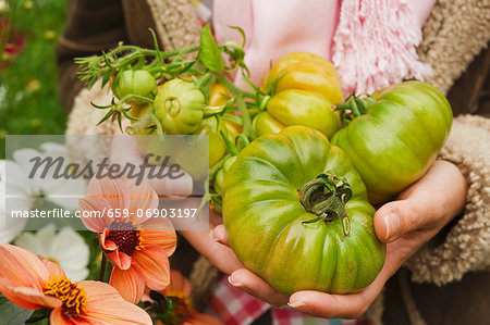 close up woman s hands holding green beef tomatoes in the garden outside in autumn