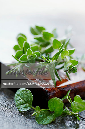 Rosemary and marjoram on a wooden board Rosemary and marjoram on a wooden board