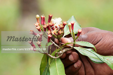 A hand holding clove flowers