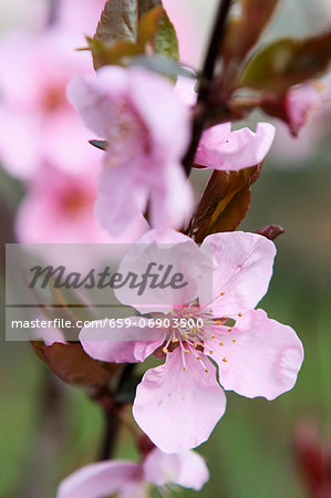 Japanese cherry flowers on the tree in the garden