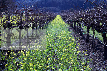 Vineyard in Napa Valley