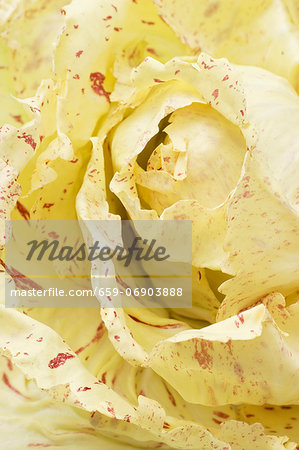 Radicchio di Castelfranco Radicchio di Castelfranco