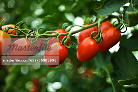 Ripe organic tomatoes hanging on the vine Ripe organic tomatoes hanging on the vine