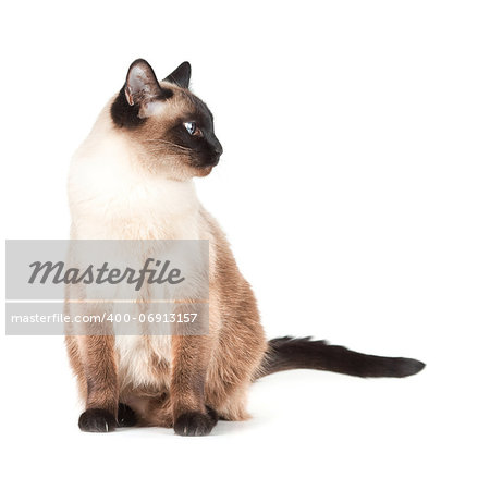 Siamese cat with blue eyes isolated on white background