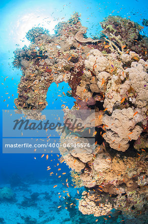 Stunning underwater tropical coral reef landscape scene with shoal of anthias fish