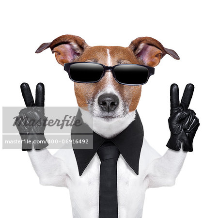 cool dog with peace fingers in black leather gloves