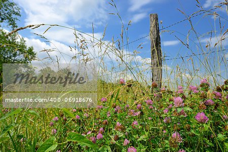 Wildflowers near an old fence