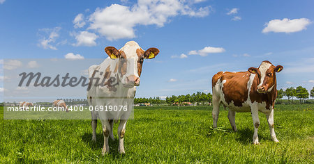 White and brown cows in a green meadow