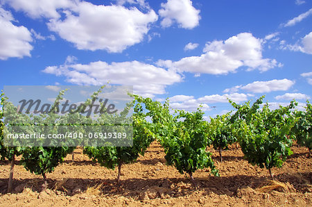 Green vineyard at south of Portugal