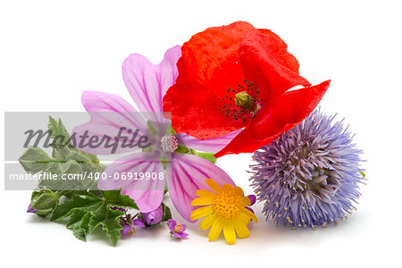 freshly harvested wild flowers on a white background