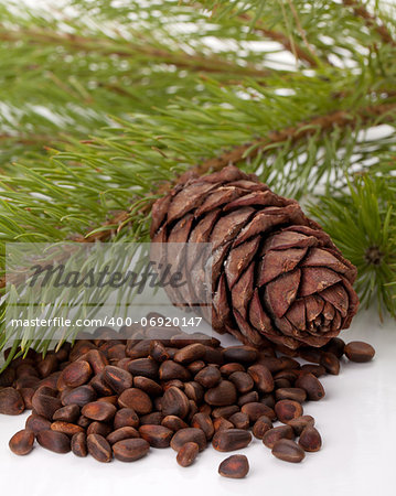 Siberian pine nuts and needles branch on white background