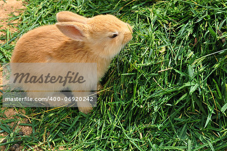 Bunny rabbit feeding on grass. Cute baby animal background.