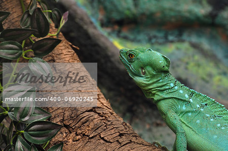 Green plumed basilisk reptile on branch. Also known as jesus lizard as it is able to run short distances across water surface.