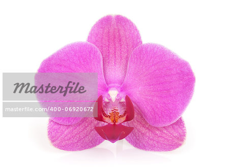 Pink orchid flower. Isolated on white background