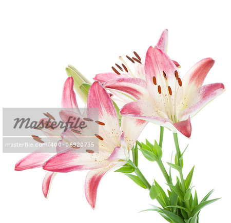 Four pink lily. Isolated on white background