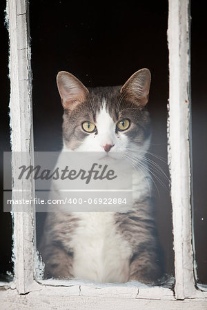 Cat Looking Outside