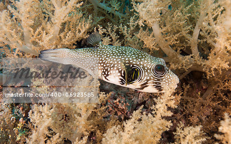 Whitespotted pufferfish amongst soft corals on a tropical underwater reef